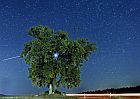Der Mars erstrahlt am am Sternenhimmel in einem Baum in Trieb (Landkreis Lichtenfels) als hellster Punkt am Himmel. © dpa - Fotoreport