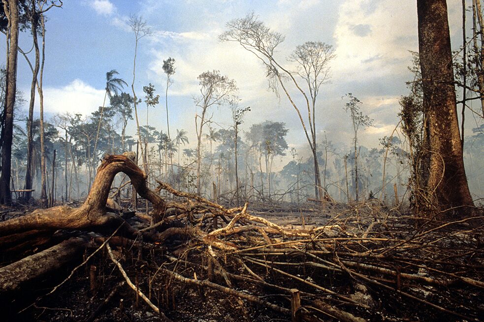 <b>熱帯雨林のチェーンソー</b><br>アマゾンの火災はブラジルにおける熱帯雨林破壊の始まりではなく、むしろ今までもあった破壊の新たな波だ。これまで繁栄し機能してきた熱帯雨林は、過去数十年で、大豆とサトウキビのプランテーション、あるいはヨーロッパ向けの肉製品のための牧草地に変えられてしまった。もともと熱帯雨林だった場所はこのようにして価値のある、取引可能な土地となった。そして、ここで事業を行う多国籍企業は多くの場合……豊かな先進国の企業だ。