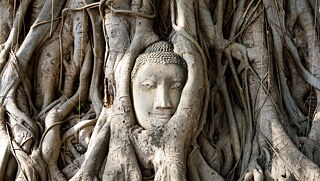 Buddhistische Statue umgeben von Baumwurzeln