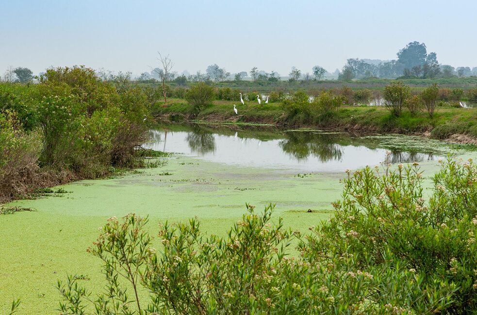 Im Gebiet rund um Atenco regeneriert sich die Gewässerlandschaft.