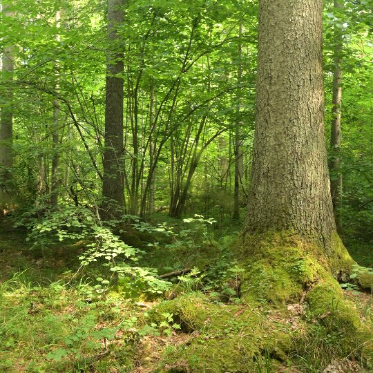 Lesní panorama