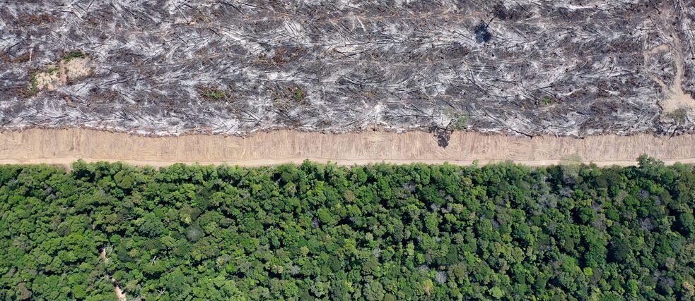 A border between green rainforest and burnt down trees