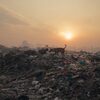 Fermo immagine dal film “Plastic Fantastic”: due cani su una montagna di rifiuti di plastica