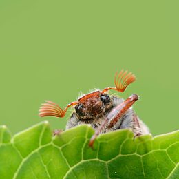 Common cockchafer (Melolontha melolontha) 