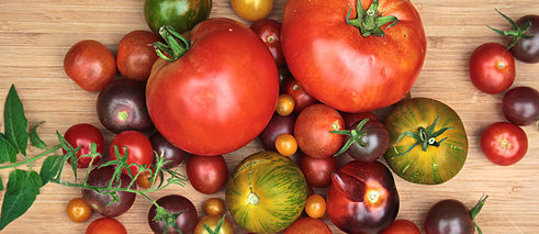 Yes, these shapes and colors are supposed to turn our definition of a tomato on its head! ProSpecieRara cultivates 140 different types of tomatoes.