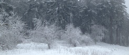 Feldberg im Schnee