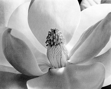 <i>Magnolia Blossom</i> von Imogen Cunningham, 1925
