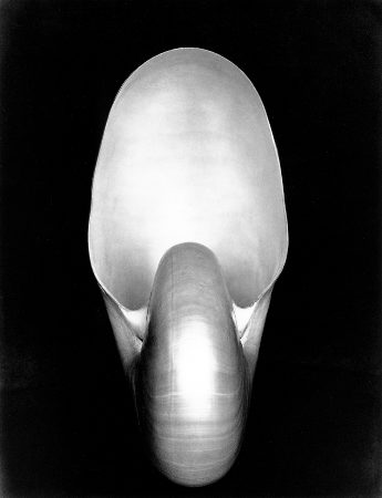 Shell 1S von Edward Weston