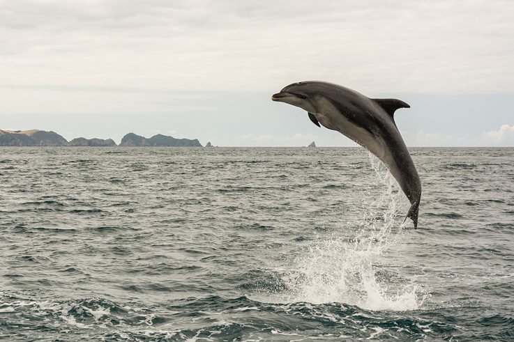 Dolphin, Bay of Islands