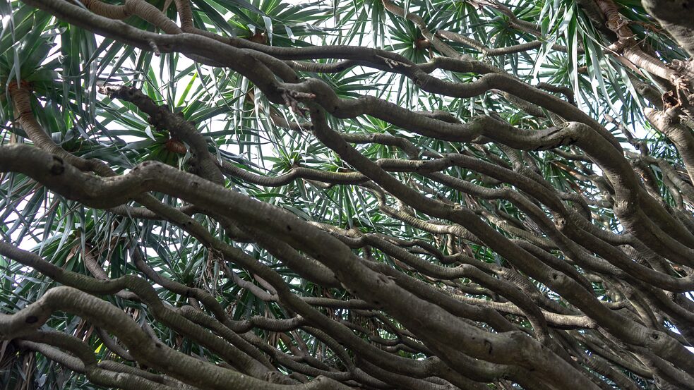 Kanarischer Drachenbaum, <i>Dracaena draco</i></br>Herkunft: Makaronesien