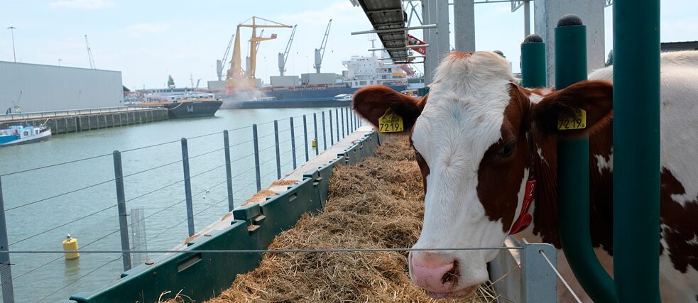 Auf Rotterdams schwimmendem Bauernhof, der „Floating Farm“, leben 35 Kühe in einem Stall auf dem Wasser.