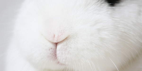 Foto (Ausschnitt): Maja Dumat, CC BY 2.0 