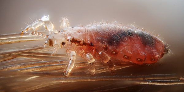 Foto: Gilles San Martin, CC BY-SA 2.0