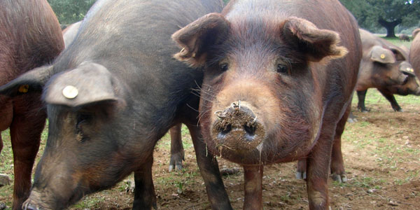 Foto: Grez, CC BY-SA 3.0