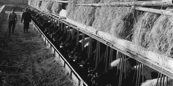 Foto: Bundesarchiv, Bild 183-80014-0002, CC-BY-SA 3.0