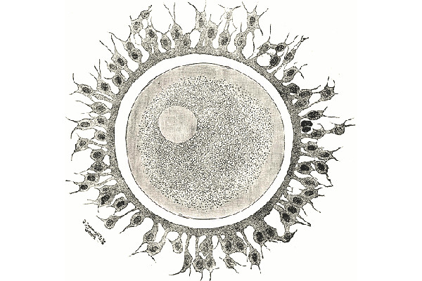 Photo: Human ovum examined fresh in the liquor folliculi, 1918; Wikipedia.org, public domain