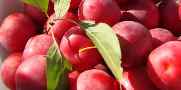 Foto: © mundraub.org