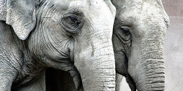 Foto (výřez): Martin Fisch (marfis75), CC BY-SA 2.0 Foto (výřez): Martin Fisch (marfis75), CC BY-SA 2.0