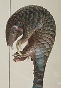 Pangolin, Foto: verdammelt