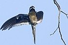 Vogel fliegend: Hemiprocne comata comata Panti Forest, Johor, Malaysia; Foto: Lip Kee Yap; CC-BY-SA-2.0