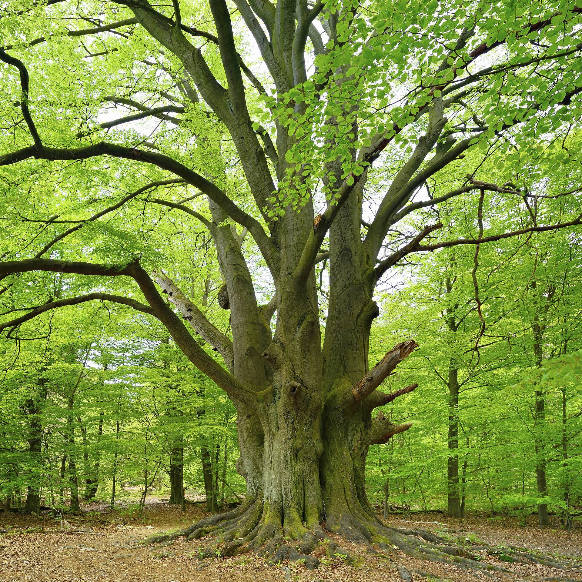 Resilience – How We Stay Strong - Deutschstunde Portal - Goethe-Institut