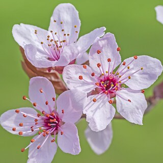 Bewegtes Frühlings-Bingo