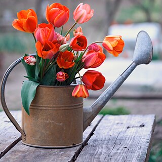 Frühling in der DACHL-Region