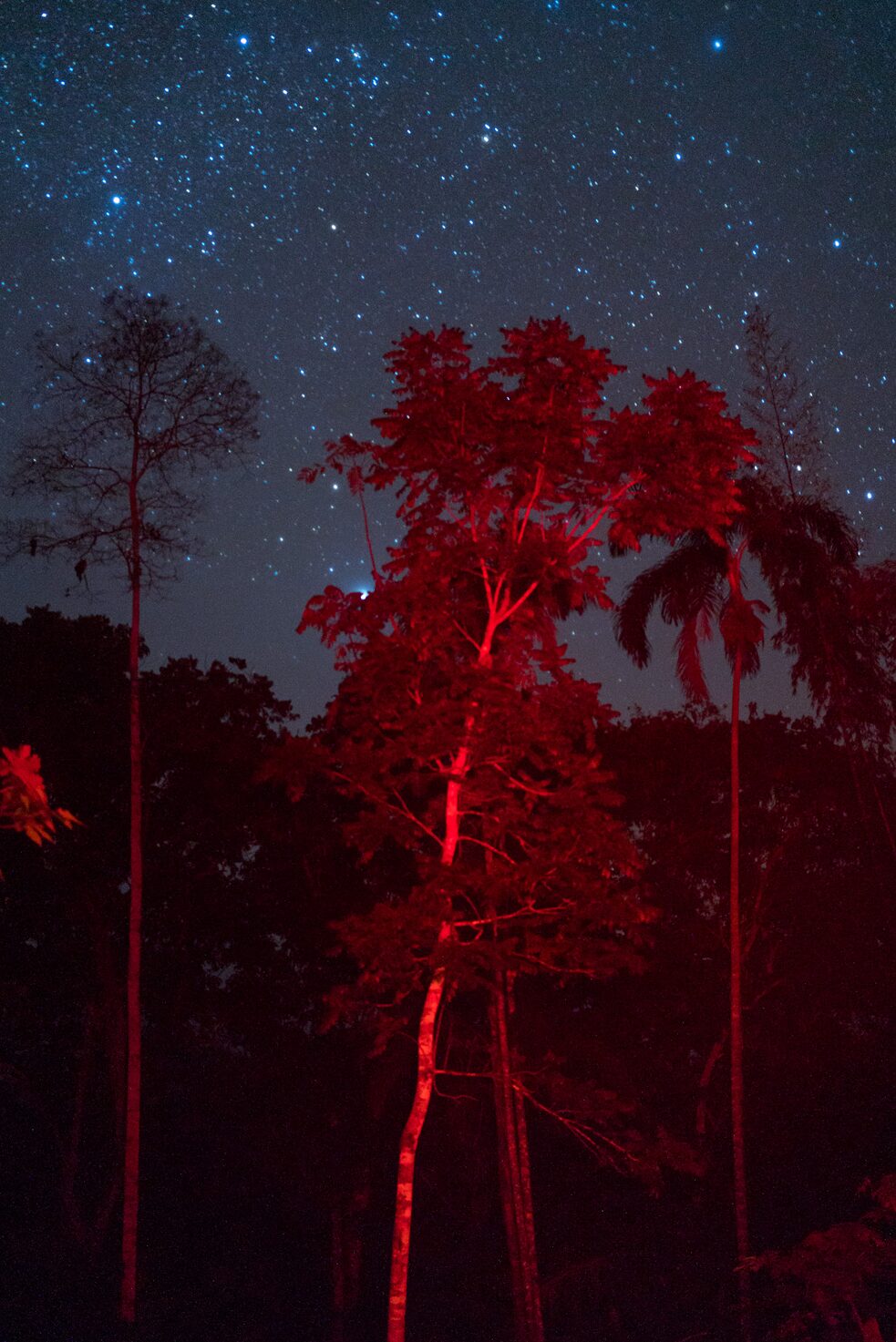 Trees in the jungle are centers of biodiversity that ensure the continuation of life.