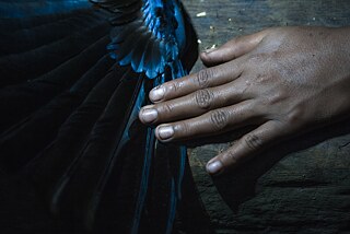 2017. Um jovem segura a asa de um tucano. Os tucanos são usados não apenas como alimento, mas também como peças ornamentais: suas cabeças e bicos são usados como chapéus. Os homens de Sarayaku levam só aquilo de que necessitam para sobreviver e aproveitam tudo o que caçam. A carne é usada como alimento, peles e penas como roupas e as peles são transformadas em tambores.