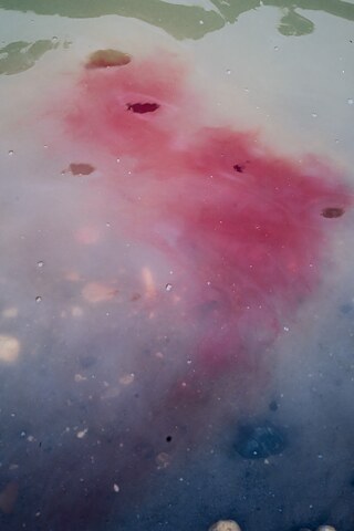 2017. Sangue de bagre no rio Bobonaza. Antes de celebrações importantes, os homens organizam uma pesca conjunta utilizando o barbasco, uma substância leitosa extraída da raiz da planta de mesmo nome. No rio, o barbasco reduz temporariamente a quantidade de oxigênio na água, deixando os peixes desorientados e fazendo com que eles venham à superfície. Os pescadores os capturam então com arpões. Os peixes que permanecem no rio se recuperam rapidamente do efeito da substância.