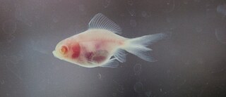 Armin Linke, "Aquaria" 