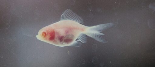 Armin Linke, "Aquaria" 