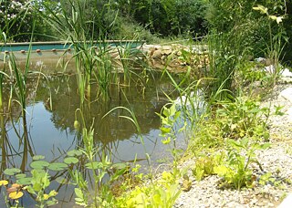 Beispiel für ein Bio-Schwimmbad in einem Permakultur-Garten