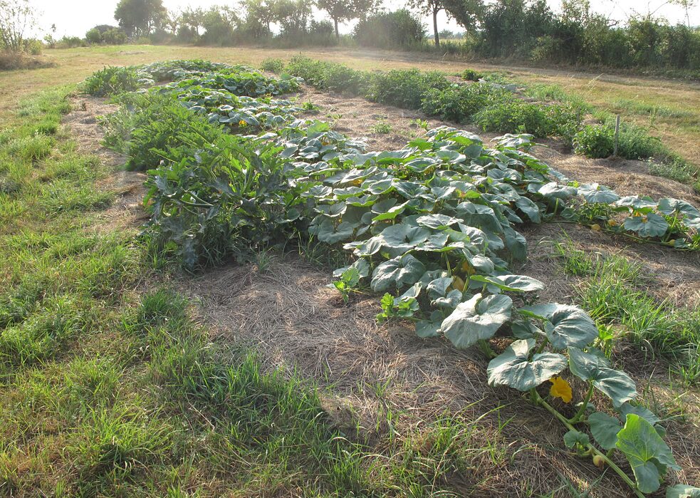 Zucche, zucchine e patate protette da paglia sono facili da coltivare e un tipico esempio di permacultura.