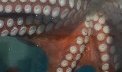 Los Buhos &copy; ©Maya Connors Los Buhos