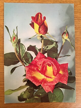 Postcards for Angela Davis