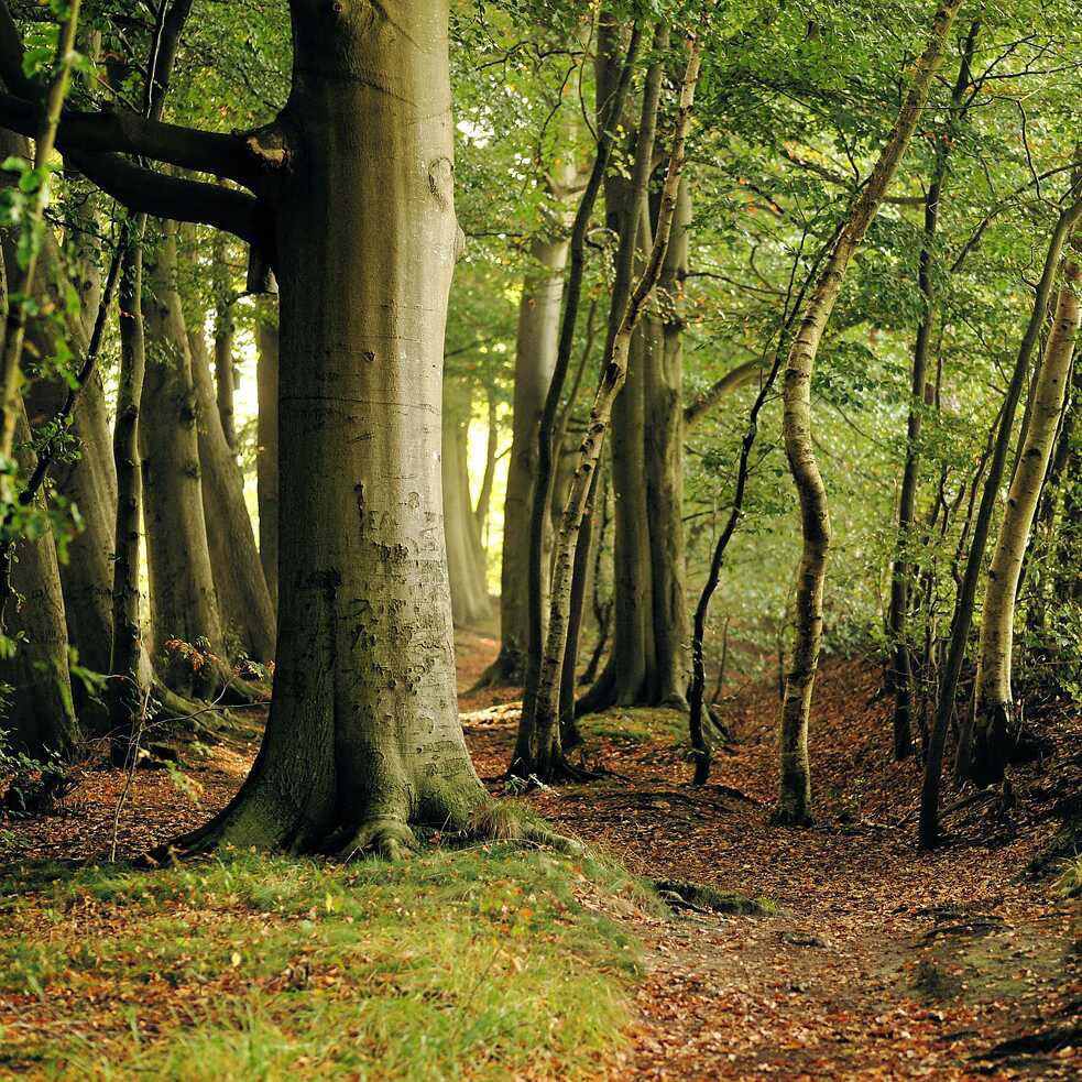 Wald