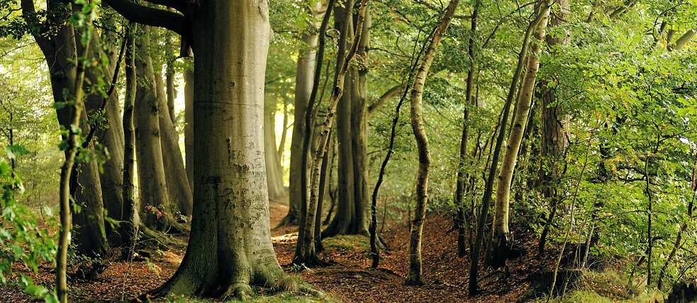 Wald