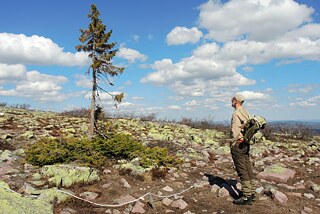 Vācu mežzinis Pēters Vollēbens apmeklē Veco Tjikko Zviedrijā. 