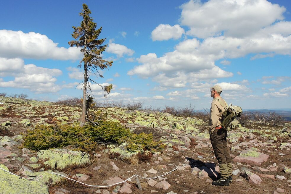 Peter Wohlleben u jednoho starého stromu ve Švédsku během natáčení filmu Das verborgene Leben der Bäume (Skrytý život stromů) 