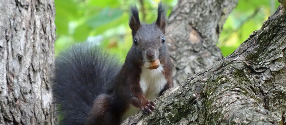Cute or threatening? The (false) claim that invading black squirrels might eliminate the native, red ones has been making the rounds on the internet for years. 