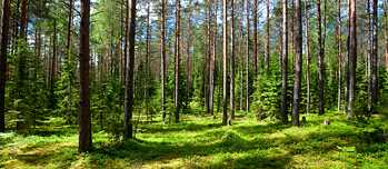 Wald