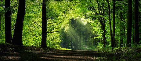 Der Wald in der Romantik : Seelenvolles Rauschen
