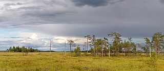 A organização <i>Snowchange</i> e o programa de reabilitação da paisagem estabeleceram uma parceria para preservar Kivisuo, um importante centro de biodiversidade na Finlândia.