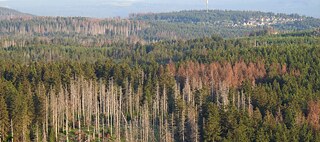 My friend the tree has a problem: Several years of drought, storms and, above all, bark beetle infestations have taken their toll on the German forest. The surveys in the current forest damage report are among the worst since record-keeping began in 1984.