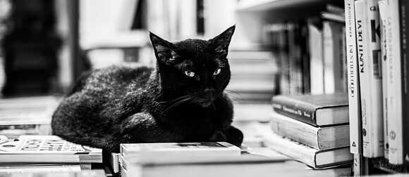 Schwarze Katze