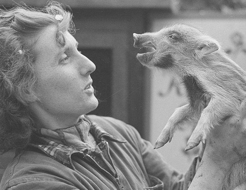 A vet talks to a piglet in Leipzig in 1951. 