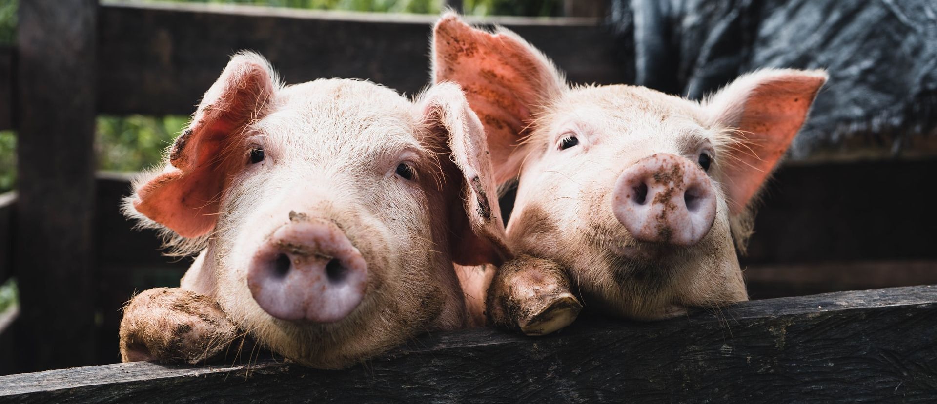 Sow good! Germany's obsession with pigs GoetheInstitut Australia