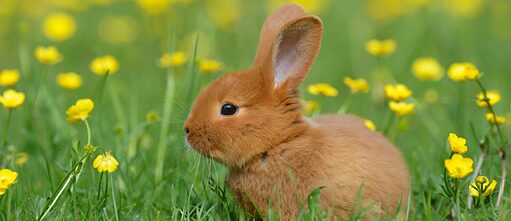 Ein niedliches, junges Kaninchen sitzt auf einer Frühlingswiese mit vielen gelben Blumen.
