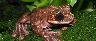 Toughie, Ecnomiohyla rabborum 